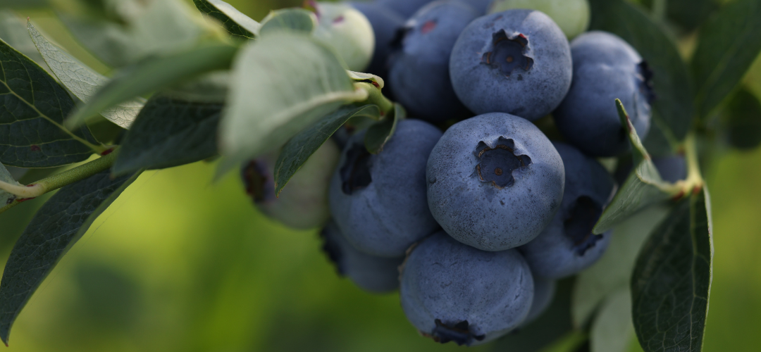Marruecos: Ola de calor siembra las dudas en importantes zonas de producción de berries, afectando principalmente arándanos