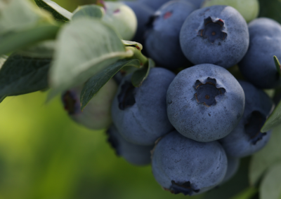 Marruecos: Ola de calor siembra las dudas en importantes zonas de producción de berries, afectando principalmente arándanos