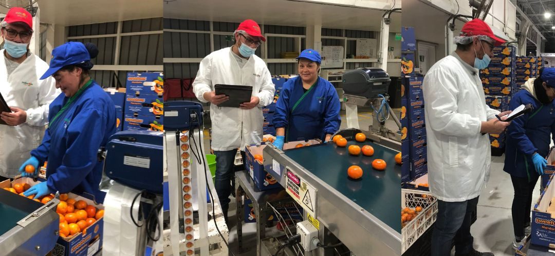 Competencias Laborales: Chilealimentos junto a Otic Agrocap realizan proceso de evaluaciones para trabajadores(as) de la Región de Valparaíso