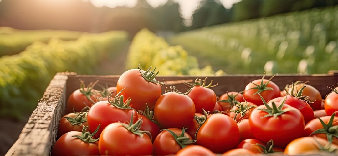 Tomate Industrializado: Se ajustan las previsiones en Europa, pero California impulsa cosecha mundial al 03 de Septiembre 2025