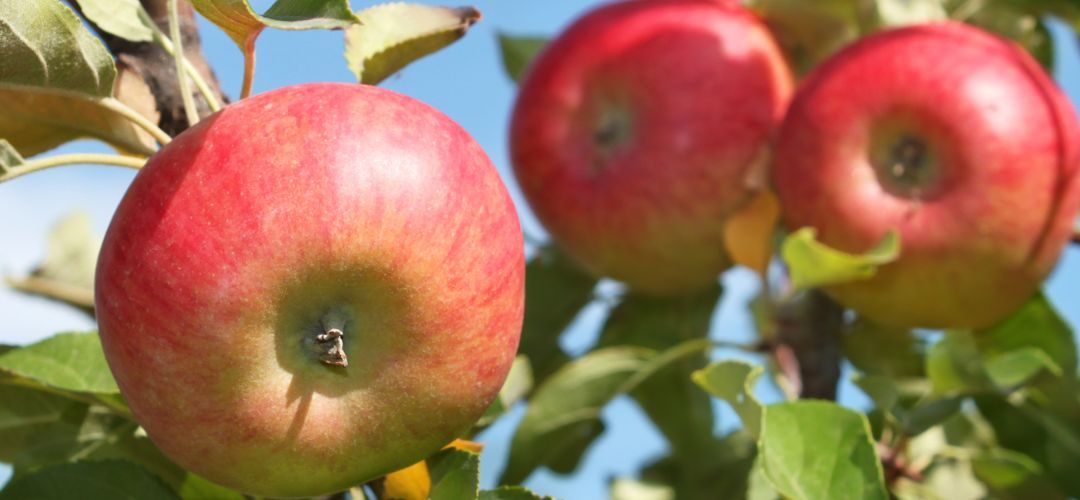 Manzanas/EE.UU: Michigan incrementará la producción un 18% más que el promedio anual para temporada 2025/26