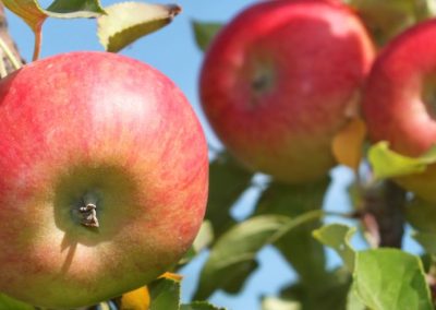 Manzanas/EE.UU: Michigan incrementará la producción un 18% más que el promedio anual para temporada 2025/26