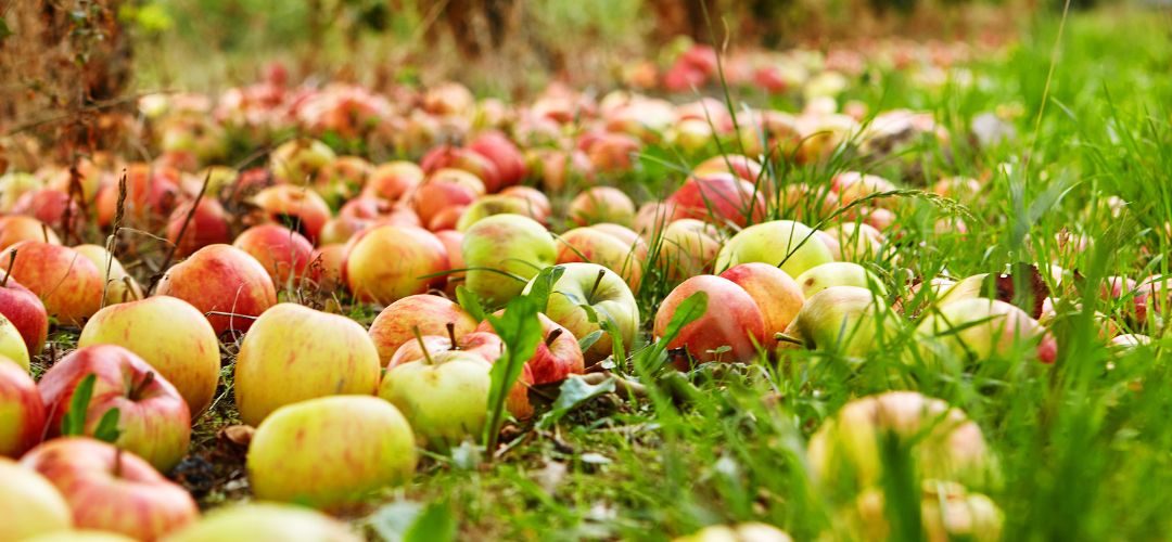 Manzanas/Turquía: granizo provoca pérdidas estimadas en 150 mil toneladas en principal zona productora de Turquía