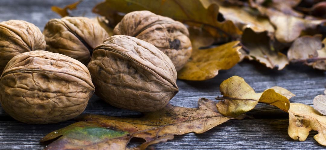 Nueces con cáscara/EE.UU: 54% se reducen las exportaciones totales y fuerte caída de envíos a Argelia (-94%), El Líbano (-74%) y Turquía (-72%) a agosto 2025