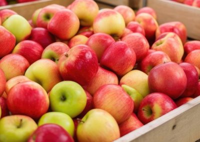 Manzana Industrial: Polonia proyecta que aumentará cosecha, mientras Turquía y China enfrentan caídas por climatología