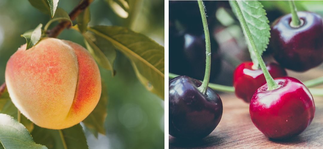 USDA/Carozos: Producción mundial de cerezas caerá 11% y la de duraznos 6% para 2025/26