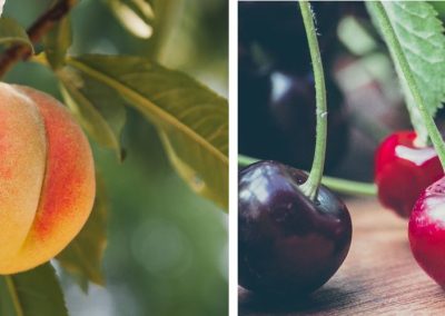 USDA/Carozos: Producción mundial de cerezas caerá 11% y la de duraznos 6% para 2025/26