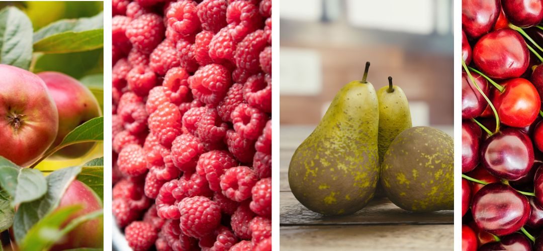 Polonia: Segunda estimación oficial de cosecha señala un alza de 10% en la producción de frutas