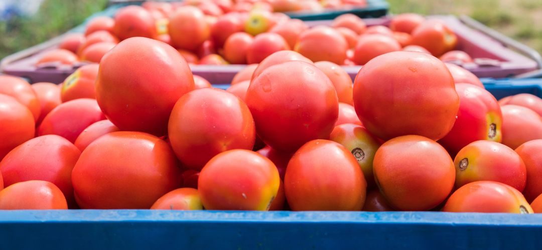 Tomate Industrial/WPTC: Nueva actualización de cosecha al 05 de Octubre señala caída de 12% para 2025/26