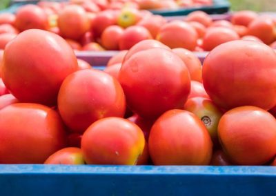 Tomate Industrial/WPTC: Nueva actualización de cosecha al 05 de Octubre señala caída de 12% para 2025/26