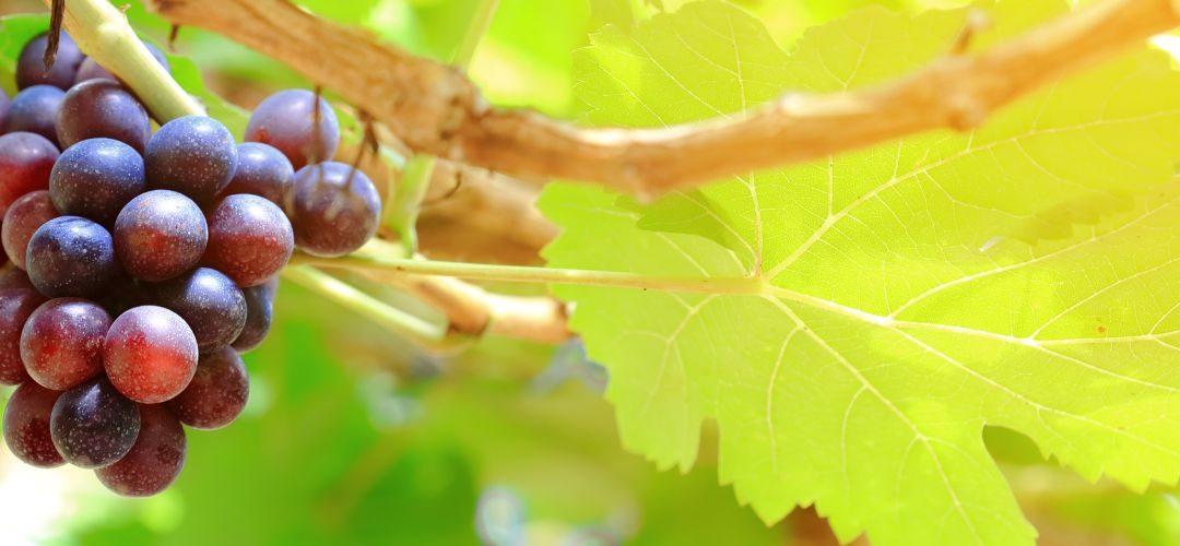 Uvas de mesa/Chile: Pronostican caída del  7% para envíos en 2025/26