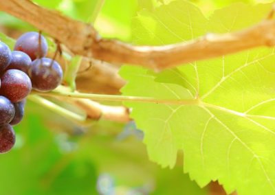 Uvas de mesa/Chile: Pronostican caída del  7% para envíos en 2025/26