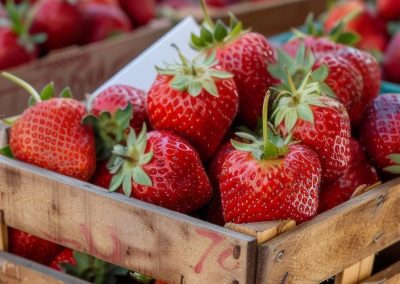 Frutillas: Precios se recuperan en Europa y Sudáfrica con menor oferta local; Egipto impulsa envíos de  congelados y Norteamérica mantiene demanda estable pese a climatología