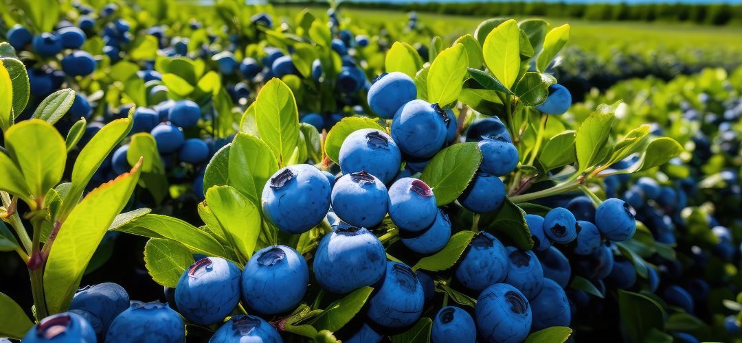 Arándanos/Marruecos: A pesar de los desafíos de sequía y escasez de agua, la superficie podría alcanzar 10 mil hectáreas en 2030