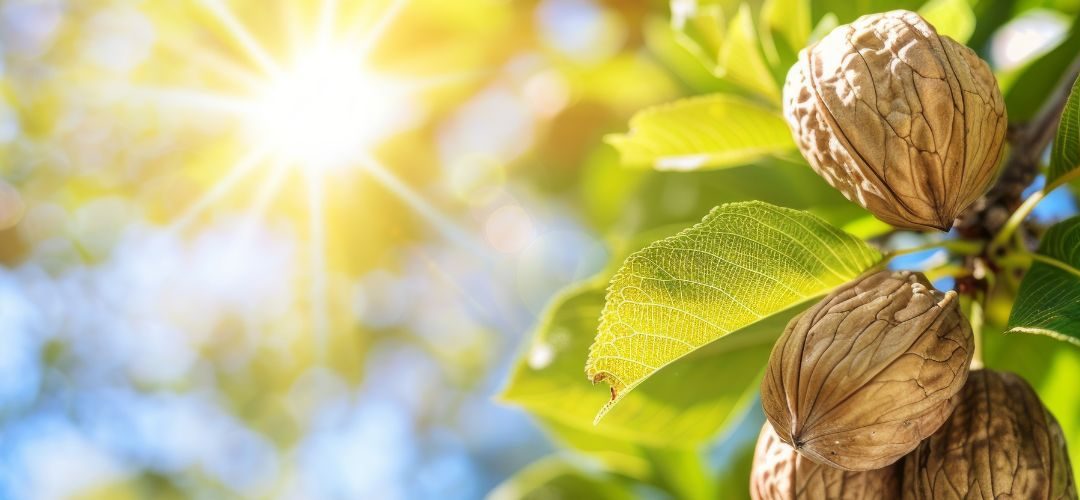 EE.UU/Nueces: Exportaciones sin cáscara se reducen 46% y las con cáscara disminuyen 3% a septiembre 2025