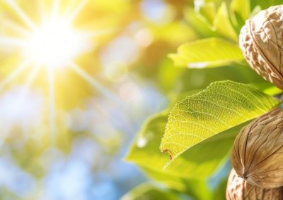 EE.UU/Nueces: Exportaciones sin cáscara se reducen 46% y las con cáscara disminuyen 3% a septiembre 2025