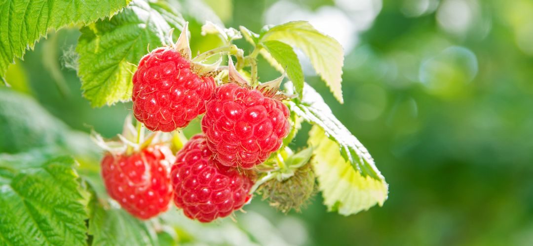 Frambuesas/Serbia: Cambio climático provocará reducción de cosecha a 30.000 toneladas para 2025/26