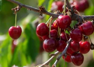 Cerezas/Chile: Envíos se proyectan que alcancen 131 millones de cajas para 2025/26