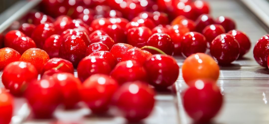 Cerezas/Ucrania: Pérdidas récord en cosechas disparan precios e impulsarán la producción para procesamiento