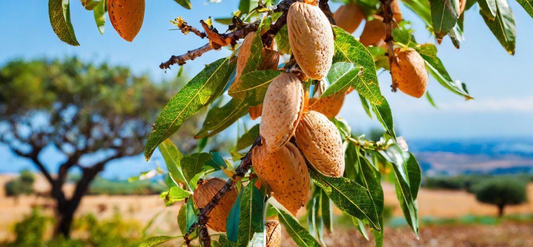 Turquía enfrenta tala masiva de huertos de almendros por crisis climática y económica