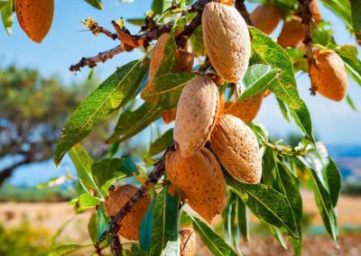 Turquía enfrenta tala masiva de huertos de almendros por crisis climática y económica