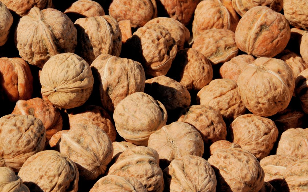 Nueces/Ucrania: se registran precios históricos debido a disminución de cosecha por heladas locales