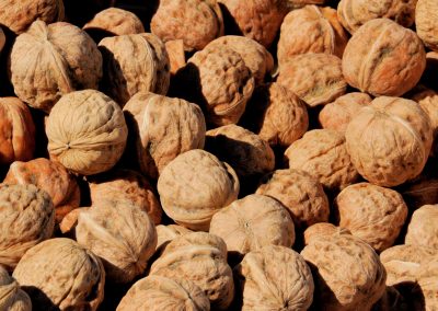 Nueces/Ucrania: se registran precios históricos debido a disminución de cosecha por heladas locales