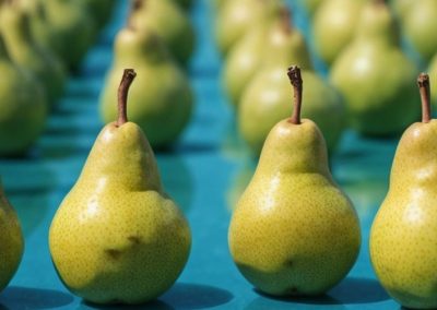 Unión Europea: Bélgica liderará la producción de peras en 2025/26