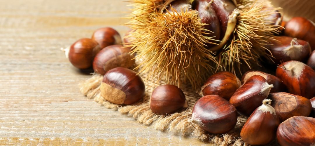 Castañas/Italia: cosecha 2025 se estima alcanzará 55 mil toneladas