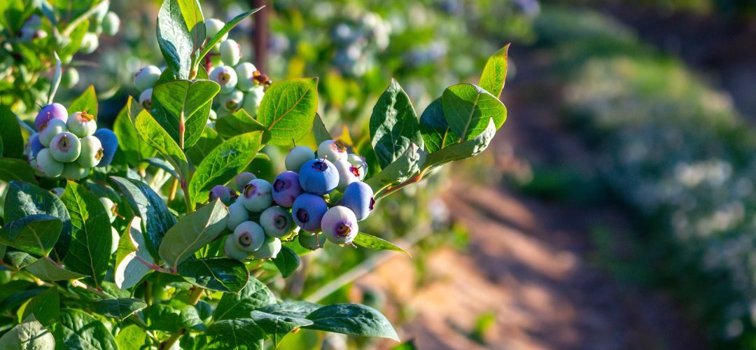 Canadá: Sequía provoca reducción de cosecha en arándanos silvestres y eleva los precios en Nueva Escocia