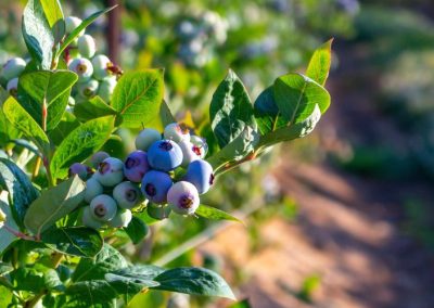 Canadá: Sequía provoca reducción de cosecha en arándanos silvestres y eleva los precios en Nueva Escocia