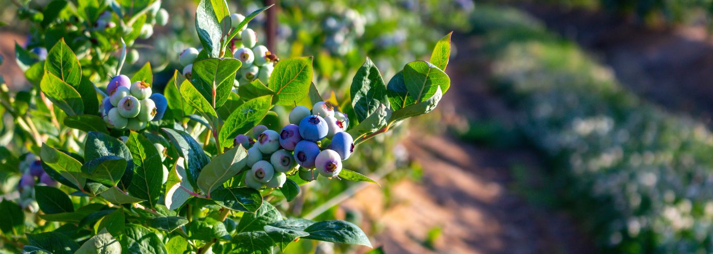 Diseño sin título – 2025-11-06T090417.836