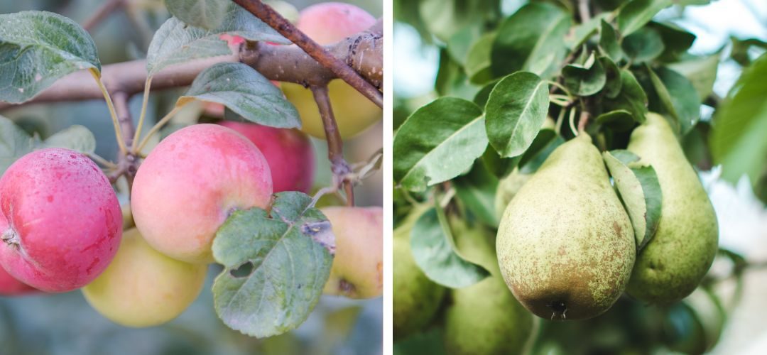 Portugal/Pomáceas: Productores que sufran más del 50% de la plaga fuego bacteriano deberán destruir huertos por decreto gubernamental