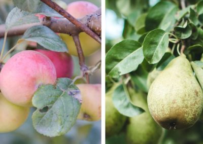 Portugal/Pomáceas: Productores que sufran más del 50% de la plaga fuego bacteriano deberán destruir huertos por decreto gubernamental