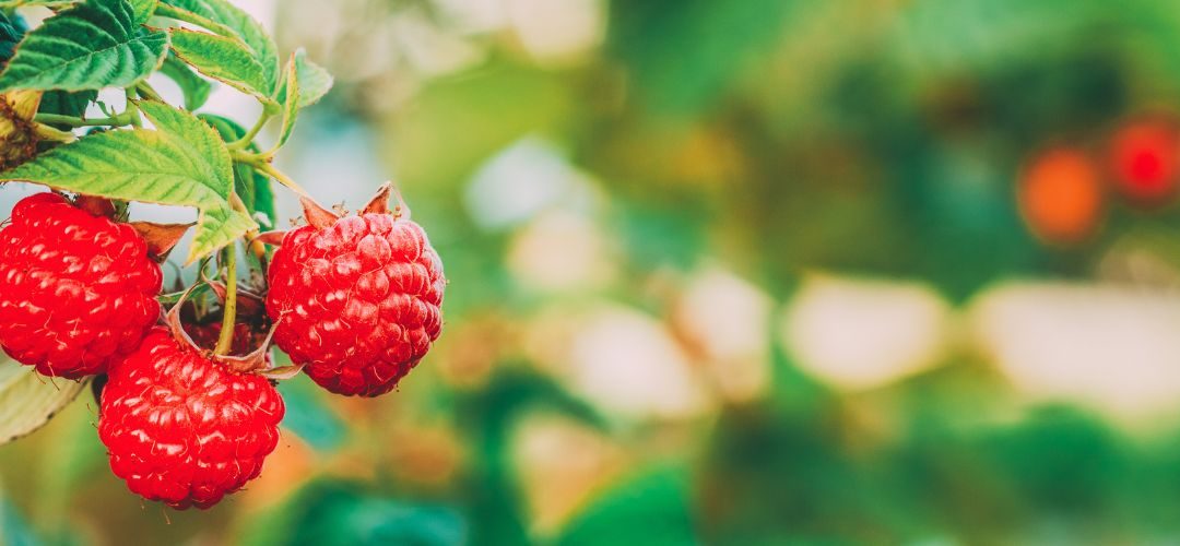 Frambuesas/Washington: 23% aumentó la cosecha 2025 respecto al año anterior