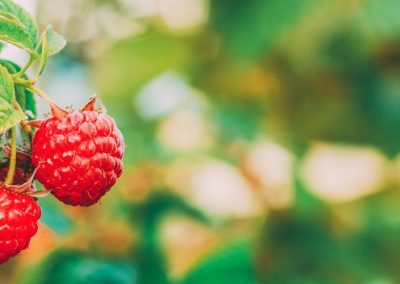 Frambuesas/Washington: 23% aumentó la cosecha 2025 respecto al año anterior