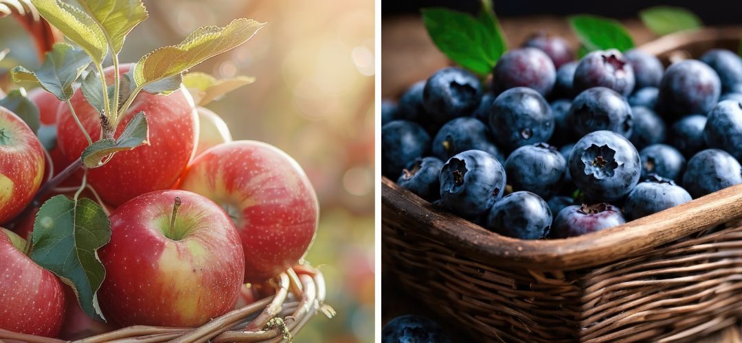 EE.UU/Maine: Sequía provoca millonarios daños en cosechas de arándanos y manzanas