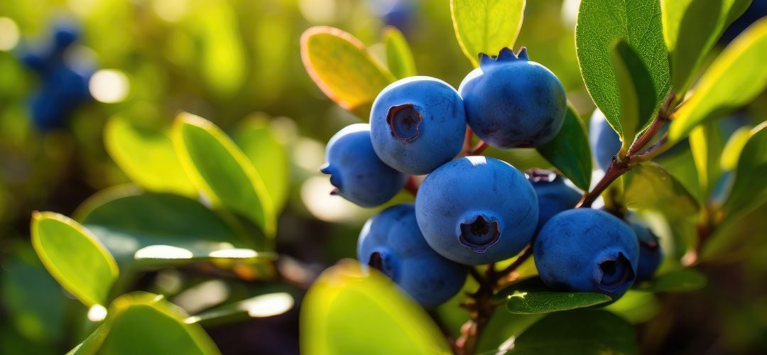 Rabobank/Arándanos: La demanda mundial está cobrando impulso, liderada por Norteamérica y Europa