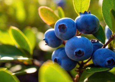 Rabobank/Arándanos: La demanda mundial está cobrando impulso, liderada por Norteamérica y Europa