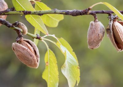 Almendras/California: Superficie desciende por cuarto año consecutivo y alcanza 1,5 millones de acres