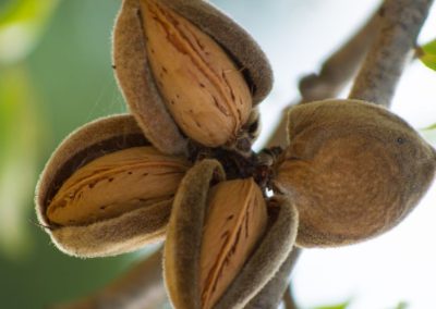 Almendras/USDA: Repunte productivo en EE.UU. y Europa impulsa la oferta ante un incremento dinámico del consumo