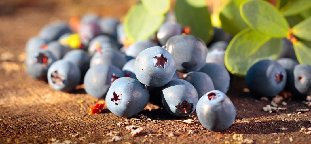 Arándanos: América Latina y África ajustan sus modelos productivos ante mayor presión climática