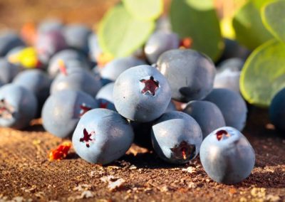 Arándanos: América Latina y África ajustan sus modelos productivos ante mayor presión climática