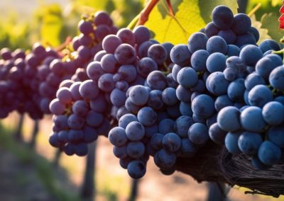 Viñedos/Francia: Destinan US$ 150 millones para ayudar a los agricultores a arrancar viñedos