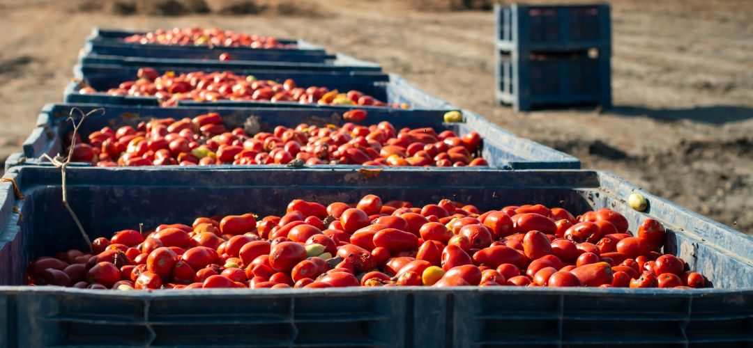 UC Davies/California: Investigación confirma que el tomate industrial puede adaptarse al clima sin afectar su calidad