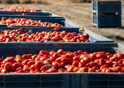 UC Davies/California: Investigación confirma que el tomate industrial puede adaptarse al clima sin afectar su calidad