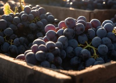 Chile/Uvas: Ajustan exportaciones a 64 millones de cajas para temporada 2025/26