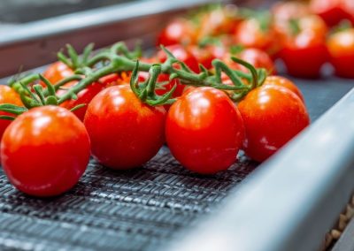 Tomate Industrial/Italia: importaciones desde China sufren desplome en 2025 tras 10 años de investigación de fraude