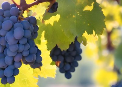 Productos de Uvas/Ucrania: A partir de 2026, comenzará a regir una ley actualizada «sobre uvas, vino y productos de viñedo»
