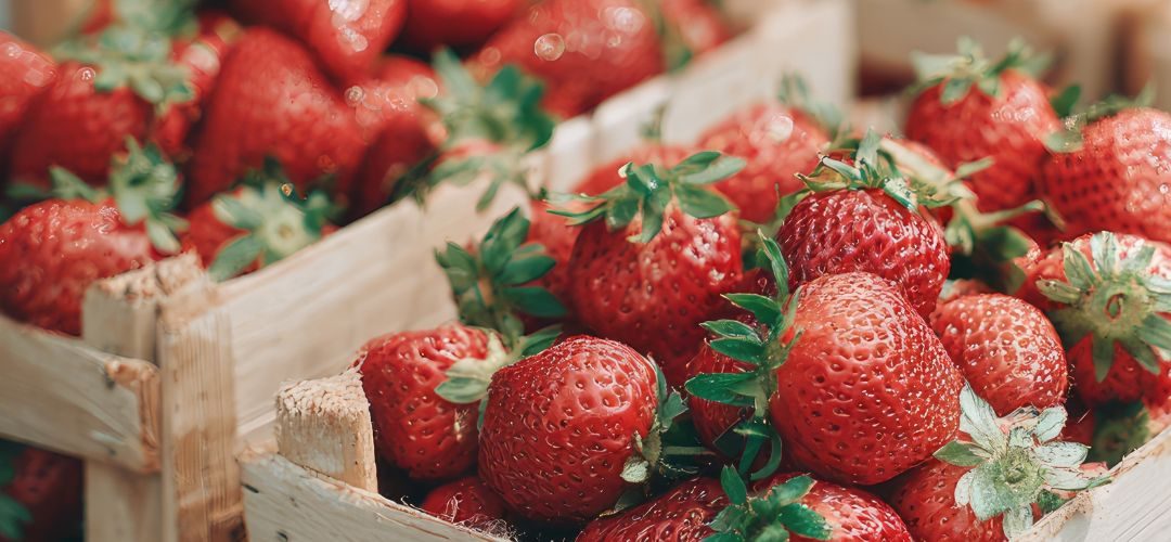 EE.UU/Frutillas: Importaciones no son suficientes para compensar pérdidas de producción por lluvias en California